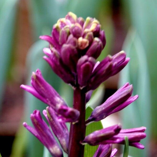 Hyacinthus orientalis Blüte