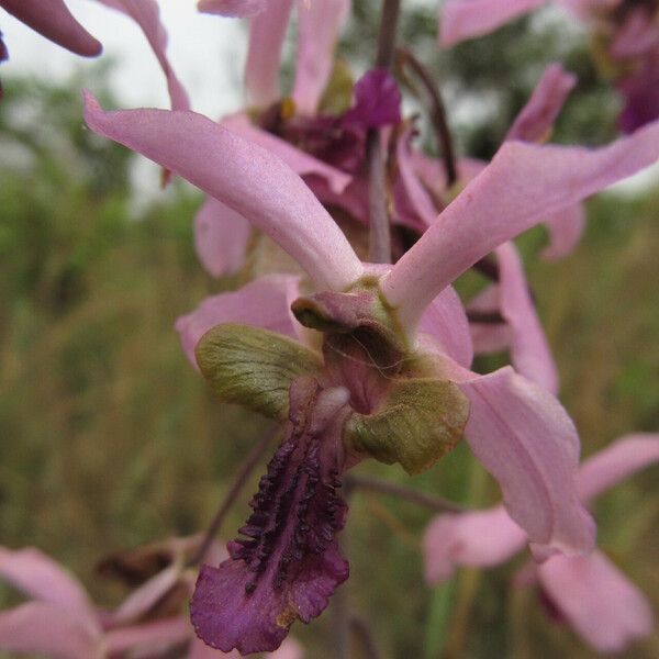 Eulophia cristata Blomst