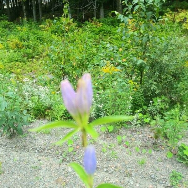 Gentiana andrewsii Flors