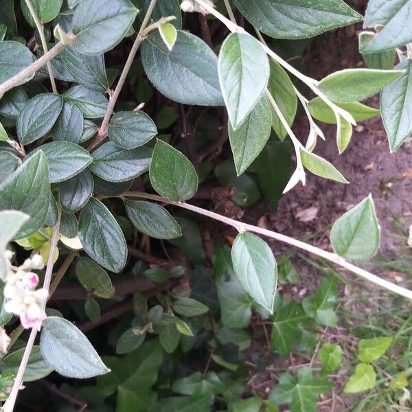 Cotoneaster franchetii Leaf