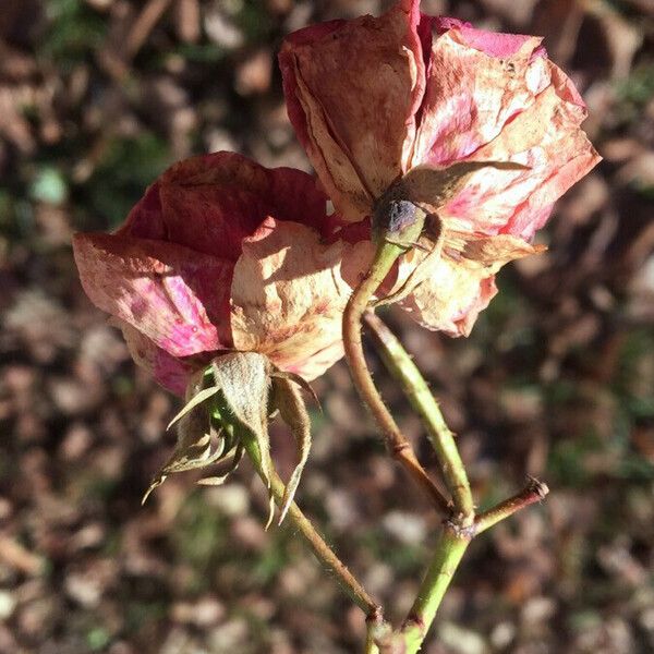 Rosa gallica Blomma