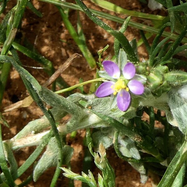 Spergularia marina Flower