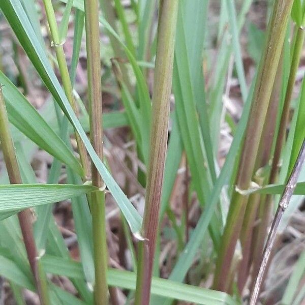 Sorghastrum nutans Corteza