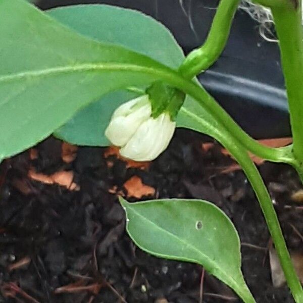 Capsicum frutescens Flor