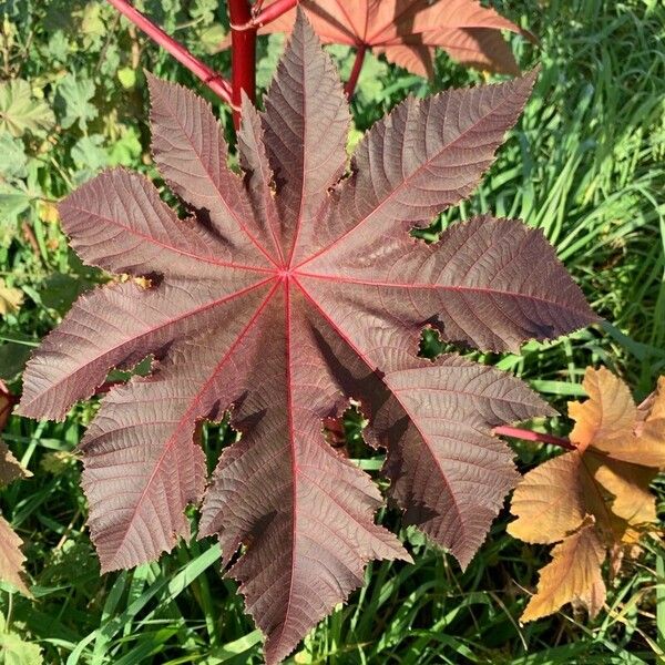 Ricinus communis 葉