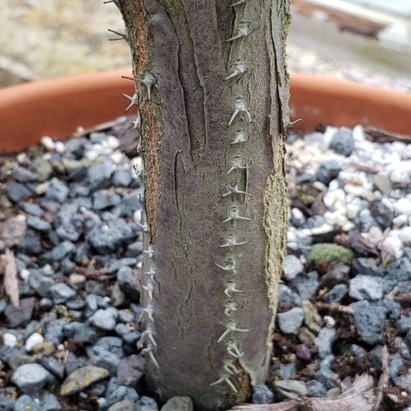 Euphorbia petraea Bark