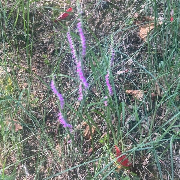 Spiranthes sinensis Blodyn