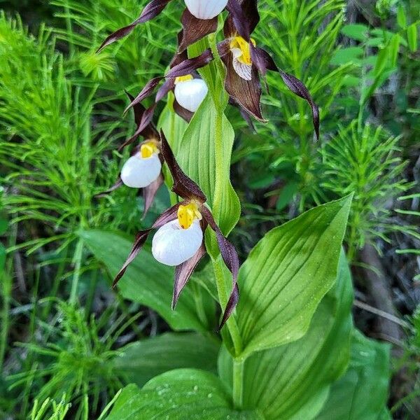 Cypripedium montanum Flower