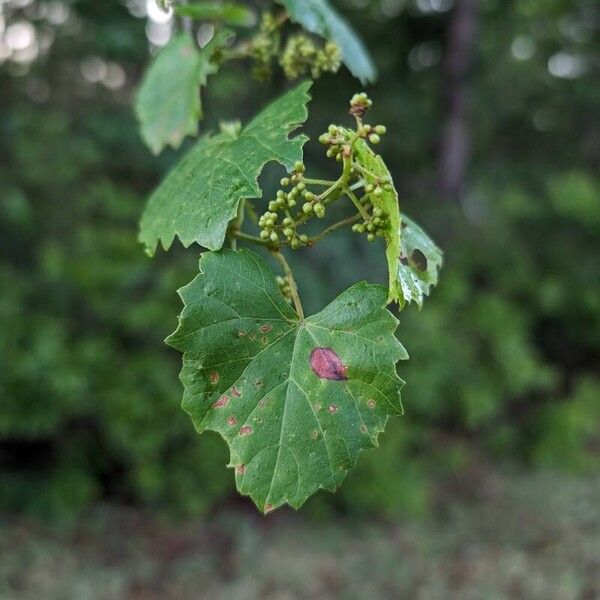 Vitis rotundifolia 葉