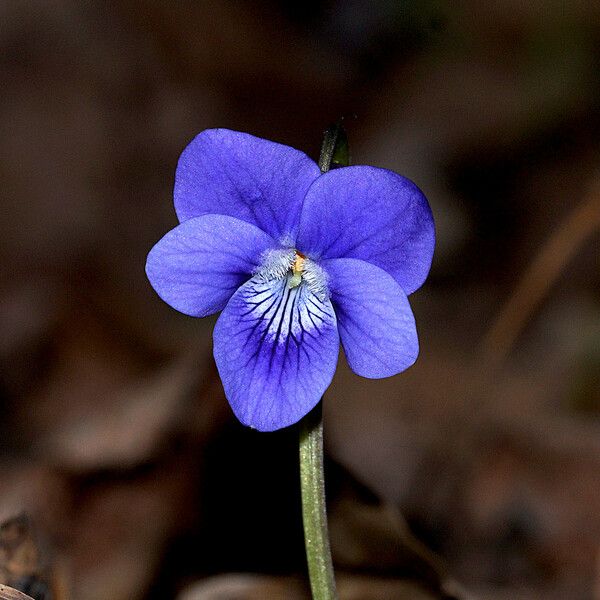 Viola riviniana Blüte