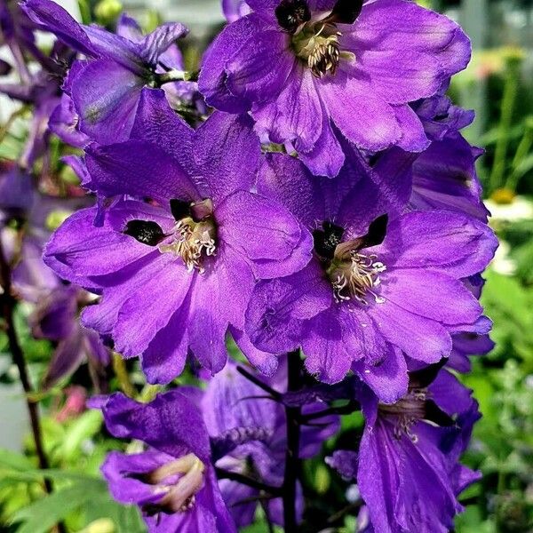 Delphinium elatum 花