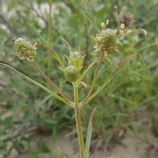 Plantago arenaria Flor