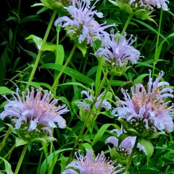 Monarda fistulosa Lorea