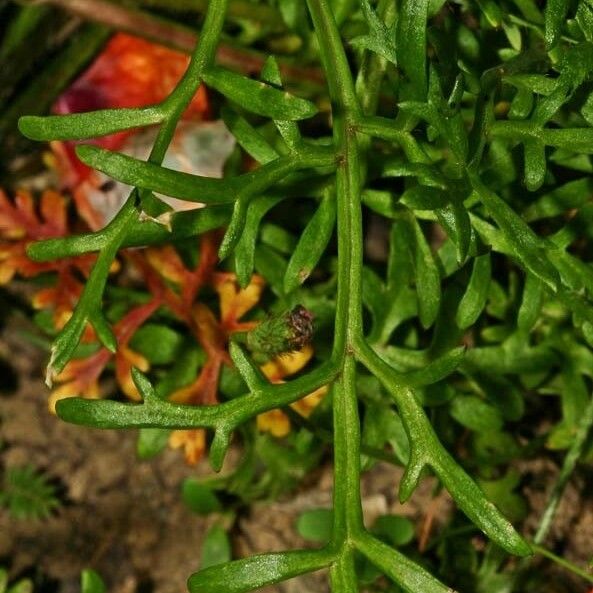 Papaver hybridum Leaf