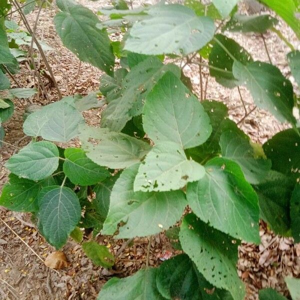 Clerodendrum infortunatum 葉