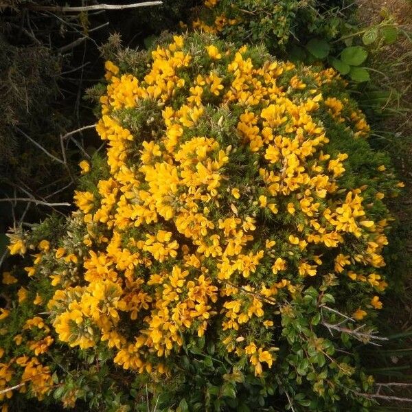 Ulex europaeus 花