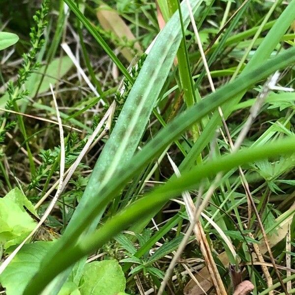 Dactylorhiza maculata Leaf