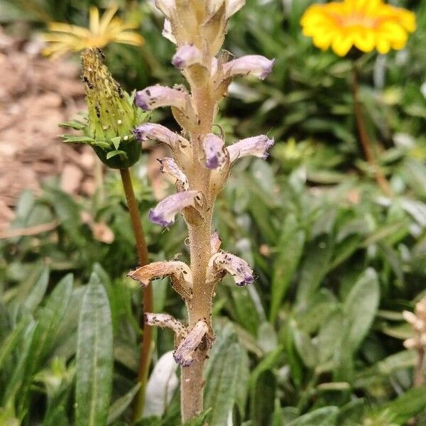 Orobanche cernua Blodyn