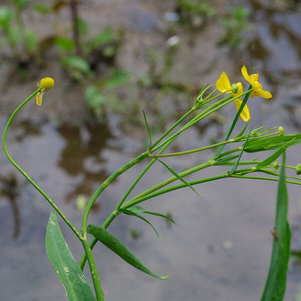 Ranunculus lingua Blüte