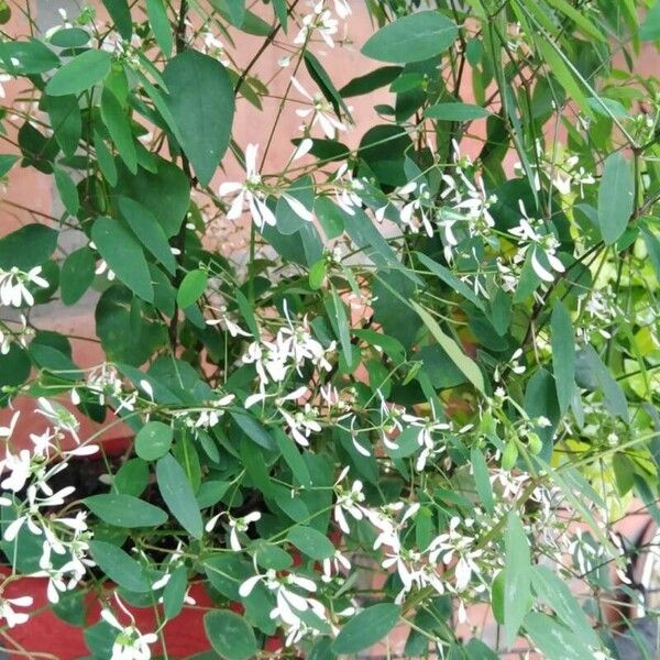 Euphorbia leucocephala Floro