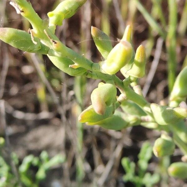 Cakile maritima Fruit