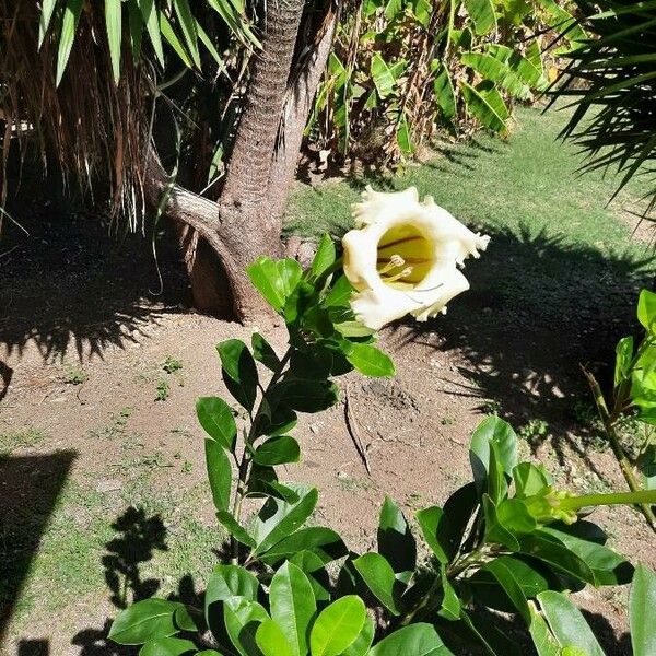 Solandra grandiflora Květ