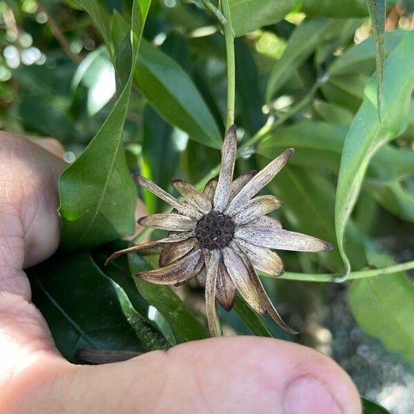 Stifftia chrysantha Fleur