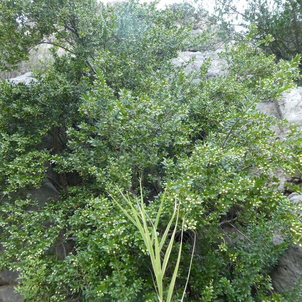 Myrtus communis Habit