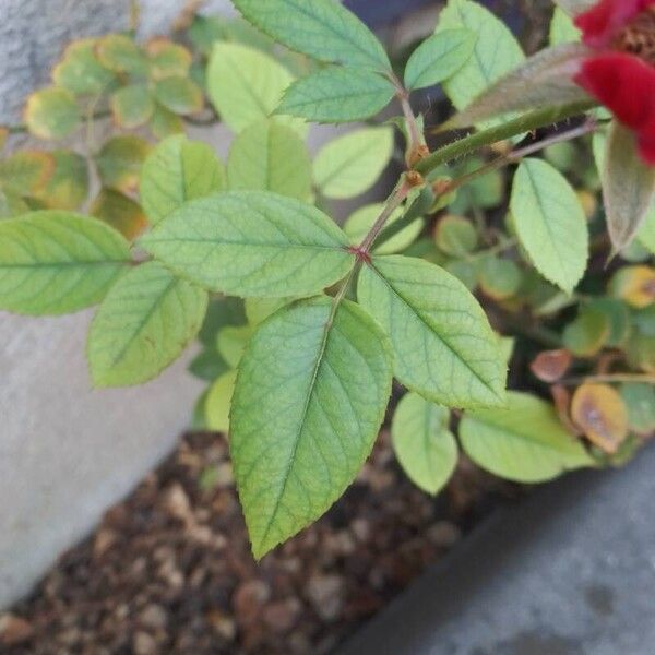 Rosa pendulina Leaf