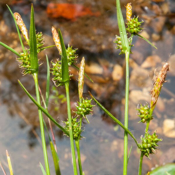 Carex oederi Froito