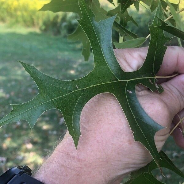 Quercus coccinea পাতা