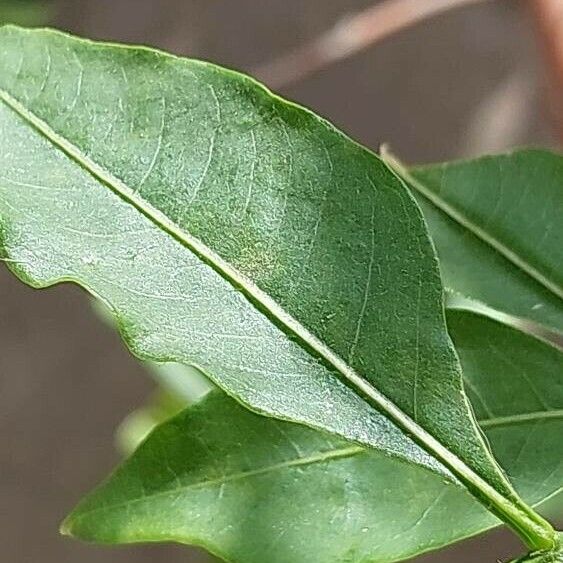 Adansonia digitata Leaf