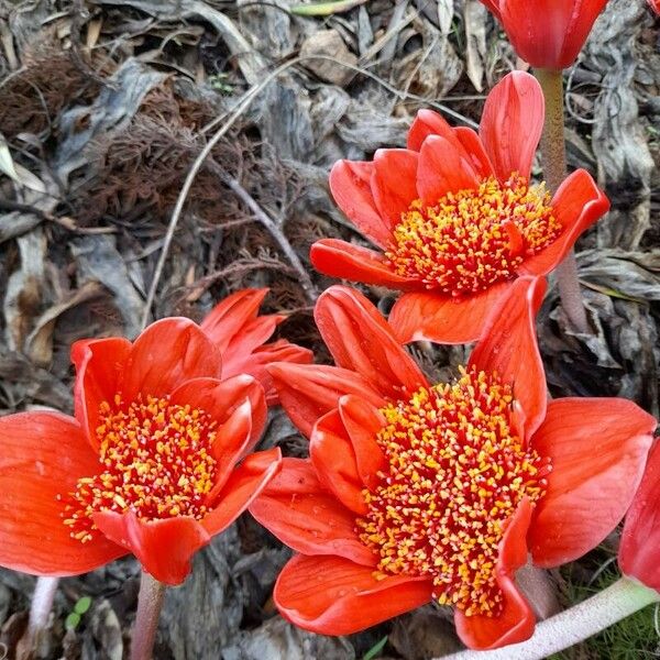 Haemanthus coccineus 花