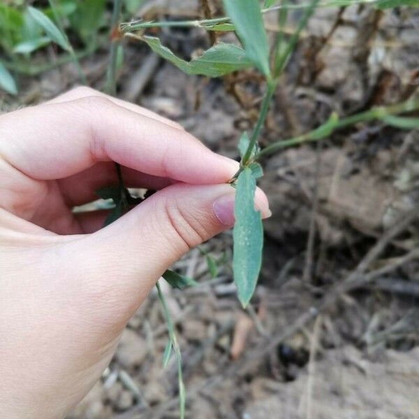 Polygonum equisetiforme Blatt