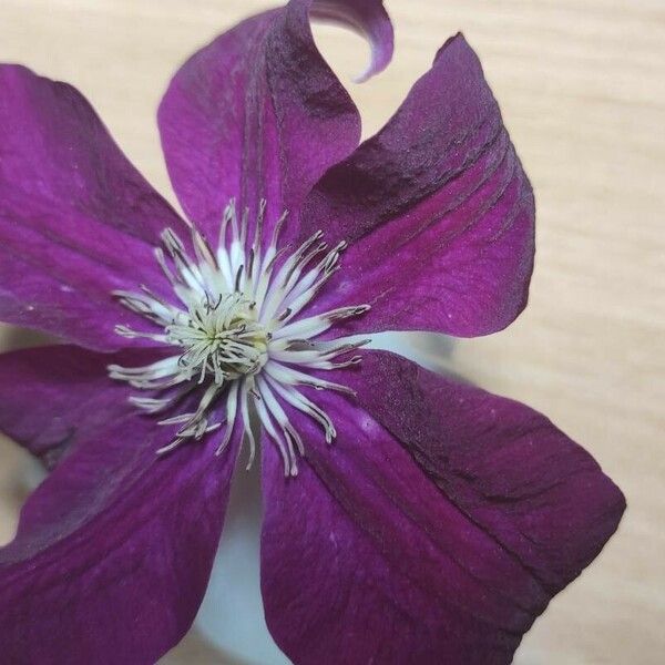 Clematis viticella 花