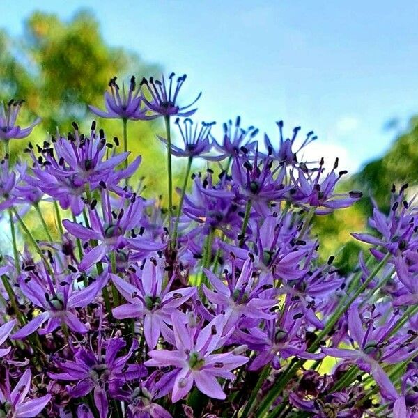 Allium nigrum Flower