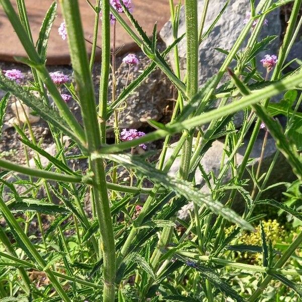 Verbena bonariensis Hostoa