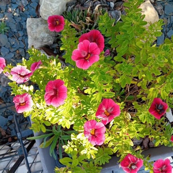 Calibrachoa parviflora ᱵᱟᱦᱟ