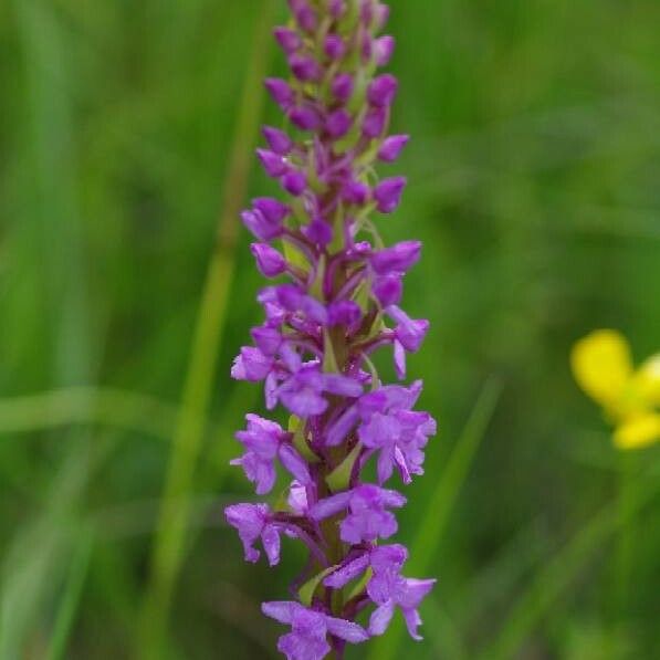 Gymnadenia conopsea Blomst