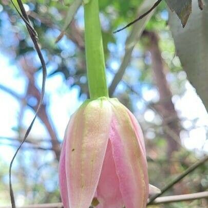 Passiflora tripartita Blomma