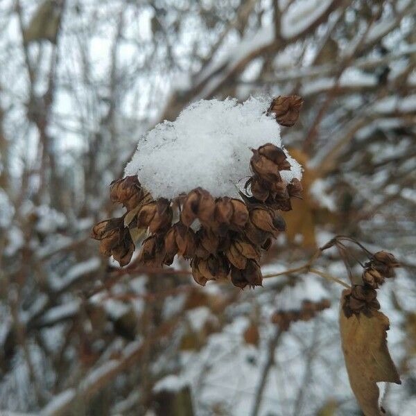 Physocarpus opulifolius Frukto