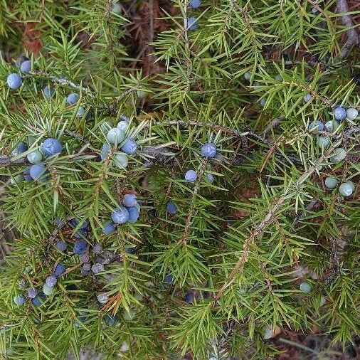 Juniperus communis Fruto