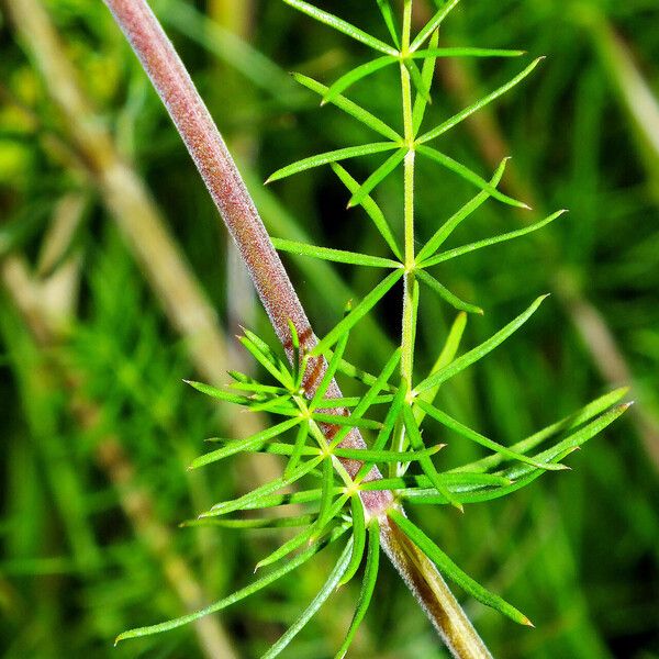 Galium verum Leaf