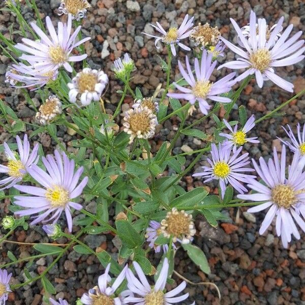 Aster amellus Flower