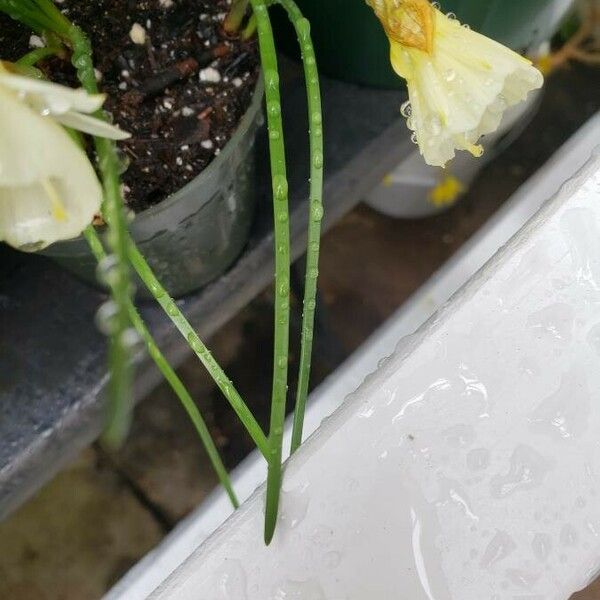 Narcissus bulbocodium 葉