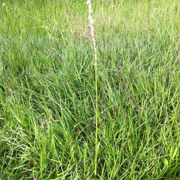 Spiranthes vernalis عادت