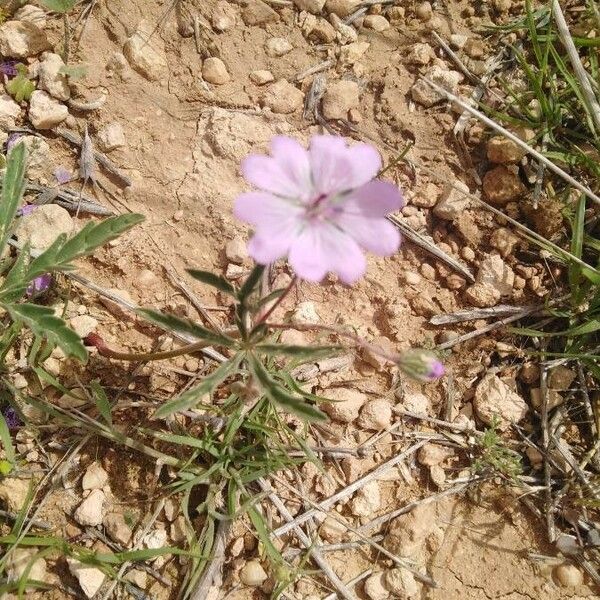 Geranium tuberosum പുഷ്പം