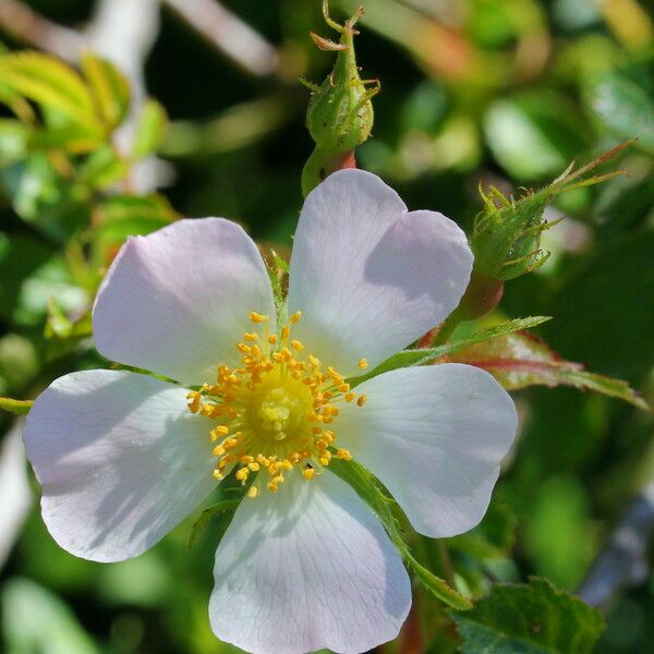 Rosa × nitidula Flower