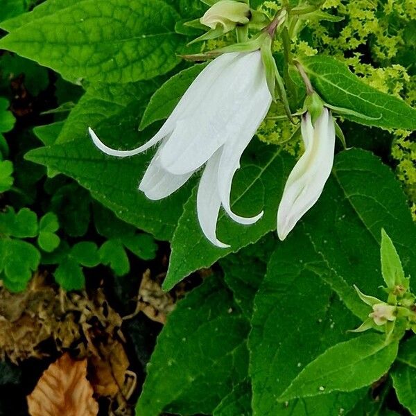 Campanula latifolia Blomma