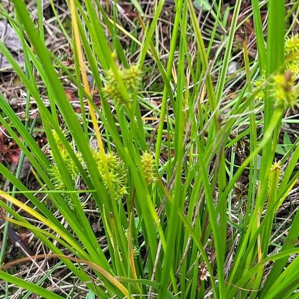 Carex oederi Leaf